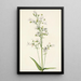 Pentstémon med store blomster Pentstemon digitalis - Mary Vaux Walcott — indrammet kunstværk på væggen