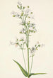 Pentstémon med store blomster Pentstemon digitalis - Mary Vaux Walcott — visning af kunstværket