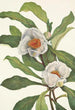 Franklinia alatamaha - Mary Vaux Walcott — visning af kunstværket