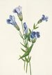 Gentiane frangée Gentiana crinita - Mary Vaux Walcott — visning af kunstværket