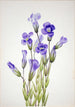 Gentiane frangée Gentiana elegana - Mary Vaux Walcott — visning af kunstværket
