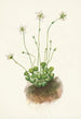 Parnassie frangée Parnassia fimbriata - Mary Vaux Walcott — visning af kunstværket
