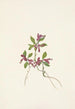 Polygale à feuilles paucifoliées Polygala paucifolia - Mary Vaux Walcott — visning af kunstværket