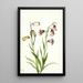 Fritillaria biflora med to blomster - Mary Vaux Walcott — indrammet kunstværk på væggen