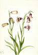 Fritillaria biflora med to blomster - Mary Vaux Walcott — visning af kunstværket