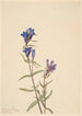 Gentiane Gentiana affinis - Mary Vaux Walcott — visning af kunstværket