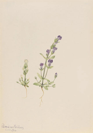 Mary Vaux Walcott - Gentiana propingua.webp