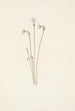 Monotrope uniflore Thalesia uniflora - Mary Vaux Walcott — visning af kunstværket