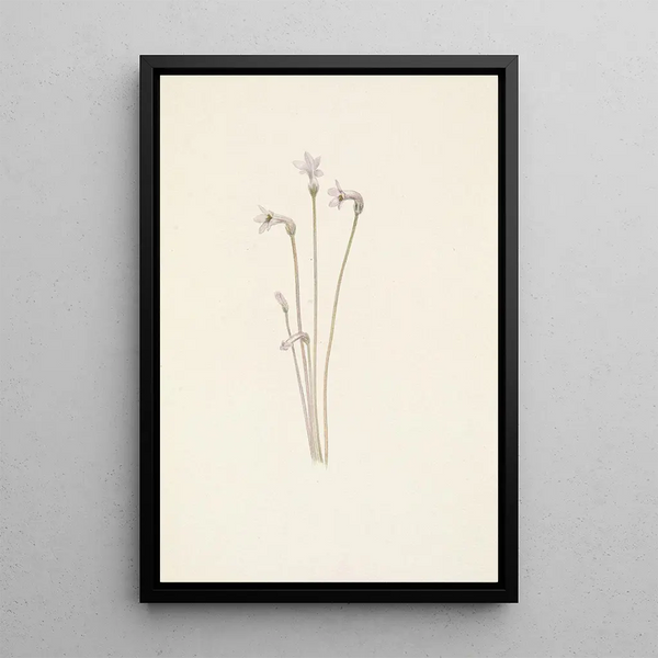 Mary Vaux Walcott - Ghostpipe Thalesia uniflora.webp