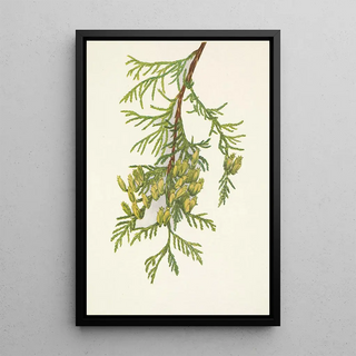 Mary Vaux Walcott - Giant Arborvitae Thuja plicata.webp