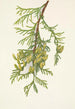 Thuya kæmpe Thuja plicata - Mary Vaux Walcott — visning af kunstværket