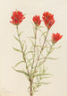 Castilléjie géante Castilleja miniata - Mary Vaux Walcott — visning af kunstværket