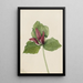 Trille gigant Trillium chloropetalum - Mary Vaux Walcott — indrammet kunstværk på væggen