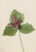 Trille gigant Trillium chloropetalum - Mary Vaux Walcott — visning af kunstværket
