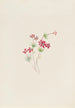 Gilia linanthus parviflorus - Mary Vaux Walcott — visning af kunstværket