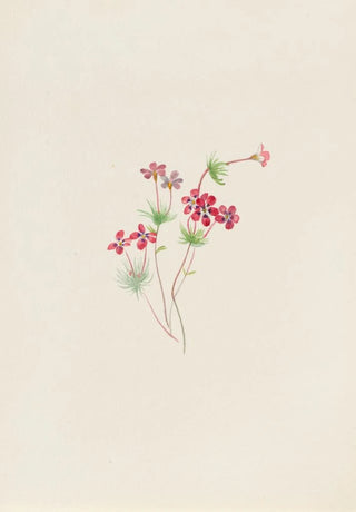 Gilia linanthus parviflorus - Mary Vaux Walcott — visning af kunstværket
