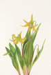 Érythrone à grandes fleurs Erythronium grandiflorum - Mary Vaux Walcott — visning af kunstværket
