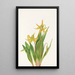 Érythrone à grandes fleurs Erythronium grandiflorum - Mary Vaux Walcott — indrammet kunstværk på væggen