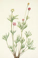 Anemone globuleuse Anemone globosa - Mary Vaux Walcott — visning af kunstværket