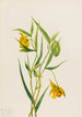 Lanterne fée dorée Calochortus amabilis - Mary Vaux Walcott — visning af kunstværket