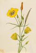 Calice doré Mariposa Calochortus claratus - Mary Vaux Walcott — visning af kunstværket