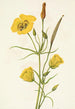 Calice doré Mariposa Calochortus clavatus - Mary Vaux Walcott — visning af kunstværket