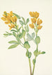 Pois doré Thermopsis rhombifolia - Mary Vaux Walcott — visning af kunstværket