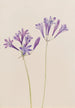 Noix d'herbe Brodiaea laxa - Mary Vaux Walcott — visning af kunstværket