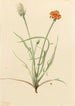 Agoséris med græsbladede Agoseris graminifolia - Mary Vaux Walcott — visning af kunstværket