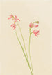 Orchidée rose des prés - Mary Vaux Walcott — visning af kunstværket
