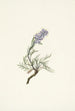 Phacélie grise Phacelia sericea - Mary Vaux Walcott — visning af kunstværket