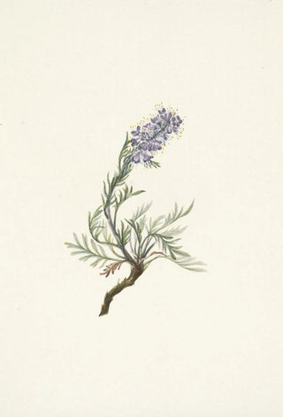 Mary Vaux Walcott - Gray Phacelia Phacelia sericea.webp