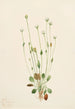 Senecio gris Senecio canus - Mary Vaux Walcott — visning af kunstværket