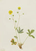 Potentille med gråblade Potentilla glaucophylla - Mary Vaux Walcott — visning af kunstværket