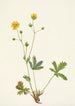 Potentille à feuilles grises Rotentilla glaucophylla - Mary Vaux Walcott — visning af kunstværket