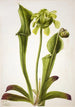 Sarracénie grøn Sarracenia orephila - Mary Vaux Walcott — visning af kunstværket