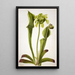 Sarracénie grøn Sarracenia orephila - Mary Vaux Walcott — indrammet kunstværk på væggen