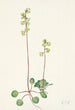 Pyrole verte Pyrola chlorantha - Mary Vaux Walcott — visning af kunstværket