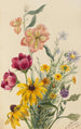 Gruppe af blomster - Mary Vaux Walcott — visning af kunstværket