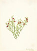Airelle des bois Vaccinium scoparium - Mary Vaux Walcott — visning af kunstværket