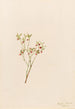 Airelle des bois Vaccinum scoparium - Mary Vaux Walcott — visning af kunstværket