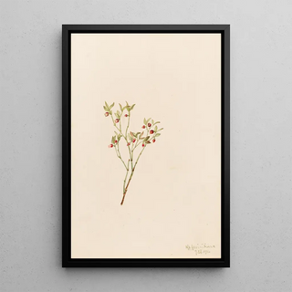 Mary Vaux Walcott - Grouse Whortleberry Vaccinum scoparium.webp