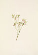 skovbærblomster Vaccinium scoparium - Mary Vaux Walcott — visning af kunstværket
