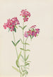 Phlox velu Phlox amoena - Mary Vaux Walcott — visning af kunstværket