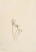Messager du printemps Erigenia bulbosa - Mary Vaux Walcott — visning af kunstværket