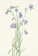 Campanula rotundifolia - Mary Vaux Walcott | Maleri — visning af kunstværket