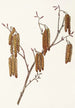 Aulne coudrier Alnus rugosa - Mary Vaux Walcott — visning af kunstværket