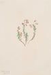 Bruyère Phyllodoce intermedia - Mary Vaux Walcott — visning af kunstværket