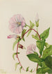 Liseron des haies Calystegia Convolvulus sepium - Mary Vaux Walcott — visning af kunstværket