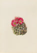 Cactus hérisson Coryphantha arizonica - Mary Vaux Walcott — visning af kunstværket